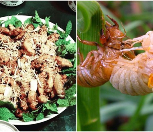Nhộng Ve sầu có ăn được không?
