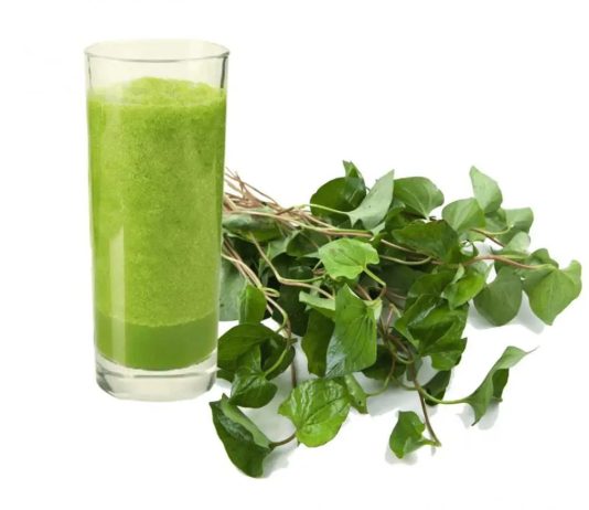 Rau diếp cá: Vị thuốc quý cho sức khoẻ của bạn
