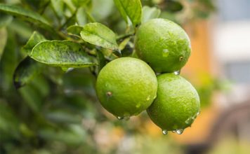 Ý Nghĩa Phong Thủy Của Cây Chanh: Tài Lộc Và Sức Khỏe Trong Nhà