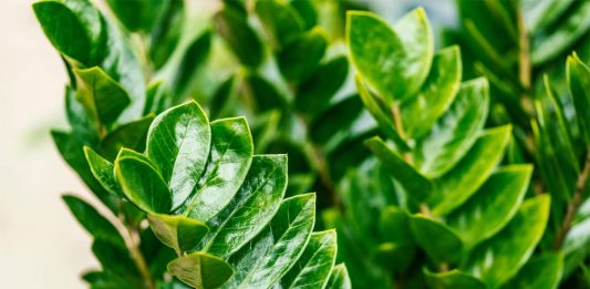 Người Mệnh Kim Hợp Trồng Cây Cảnh Gì Để Mang Đến May Mắn?