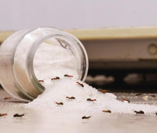 Mẹo đuổi kiến khỏi lọ đường siêu nhanh