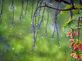 Ngày Thất tịch 7/7 Âm lịch, hay còn được gọi là lễ Ngưu Lang - Chức Nữ, gắn liền với những cơn mưa ngâu đượm buồn và truyền thuyết tình yêu tha thiết.