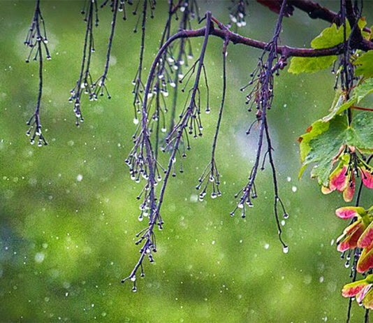 Ngày Thất tịch 7/7 Âm lịch, hay còn được gọi là lễ Ngưu Lang - Chức Nữ, gắn liền với những cơn mưa ngâu đượm buồn và truyền thuyết tình yêu tha thiết.