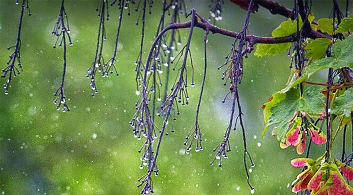 Ngày Thất tịch 7/7 Âm lịch, hay còn được gọi là lễ Ngưu Lang - Chức Nữ, gắn liền với những cơn mưa ngâu đượm buồn và truyền thuyết tình yêu tha thiết.