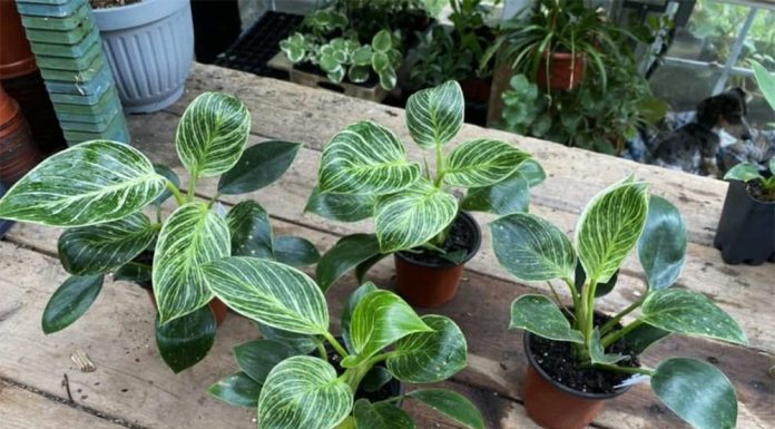 Cây trầu bà đế vương không chỉ là biểu tượng của vẻ đẹp sang trọng mà còn mang lại ý nghĩa phong thủy tích cực.
