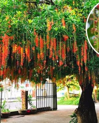 6 Cây Phong Thủy Nên Trồng Trước Nhà Giúp Thu Hút Tài Lộc Và May Mắn