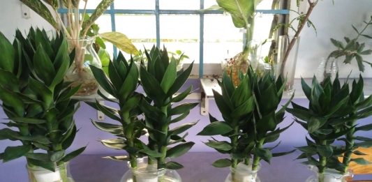 Vị Trí Đặt Cây Phát Lộc Trong Nhà Giúp Thu Hút Tài Lộc