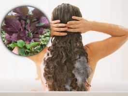 Cách gội đầu bằng nước lá tía tô để ngăn rụng tóc hiệu quả lá tía tô
