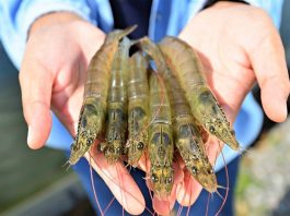 Sự Khác Biệt Giữa Tôm Nuôi và Tôm Tự Nhiên: Hương Vị và Dinh Dưỡng