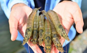 Sự Khác Biệt Giữa Tôm Nuôi và Tôm Tự Nhiên: Hương Vị và Dinh Dưỡng