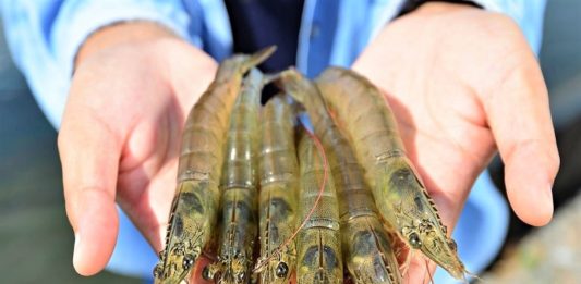 Sự Khác Biệt Giữa Tôm Nuôi và Tôm Tự Nhiên: Hương Vị và Dinh Dưỡng