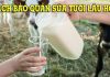 Cách Giữ Sữa Tươi Tươi Lâu Hơn – Bí Quyết Bảo Quản Hiệu Quả