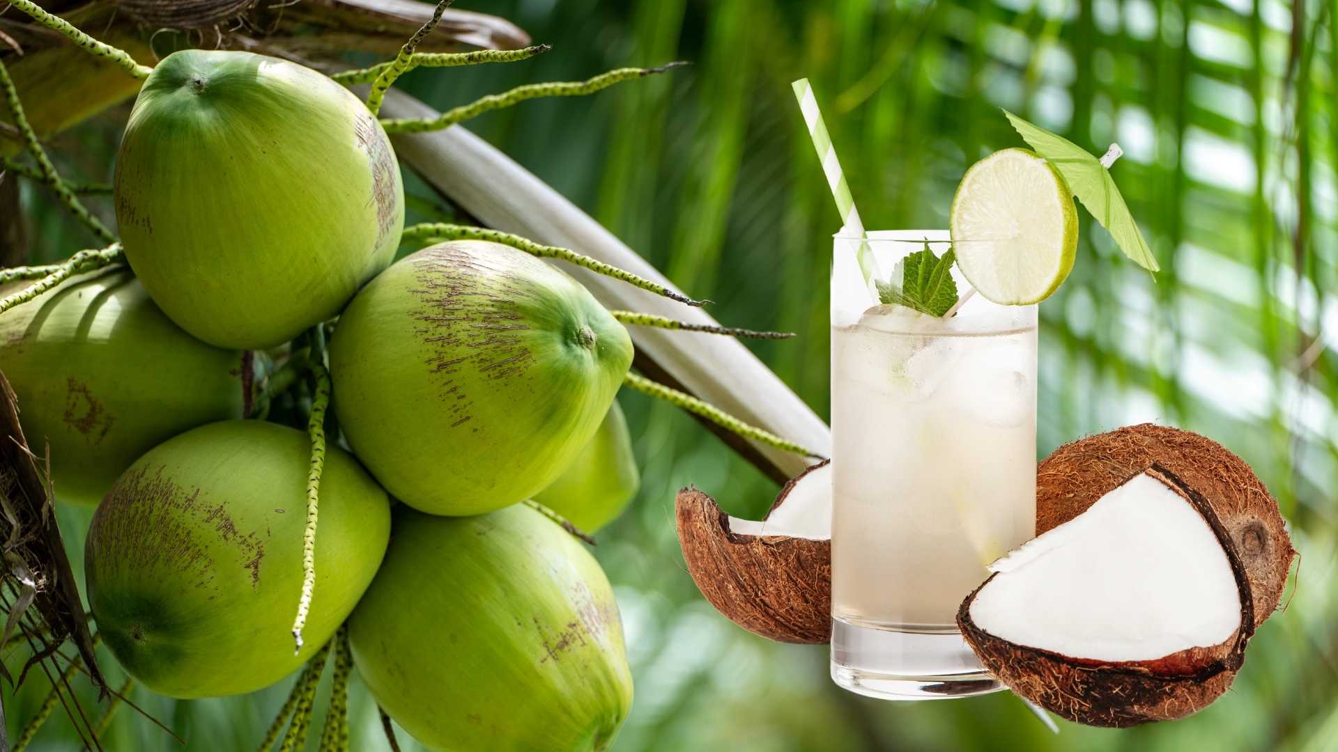 Bảo Quản Nước Dừa