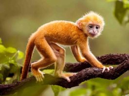 Lộ diện ĐẠI GIA cuối năm 2025: ba con giáp nào sẽ “tiền đập xuống đầu”?