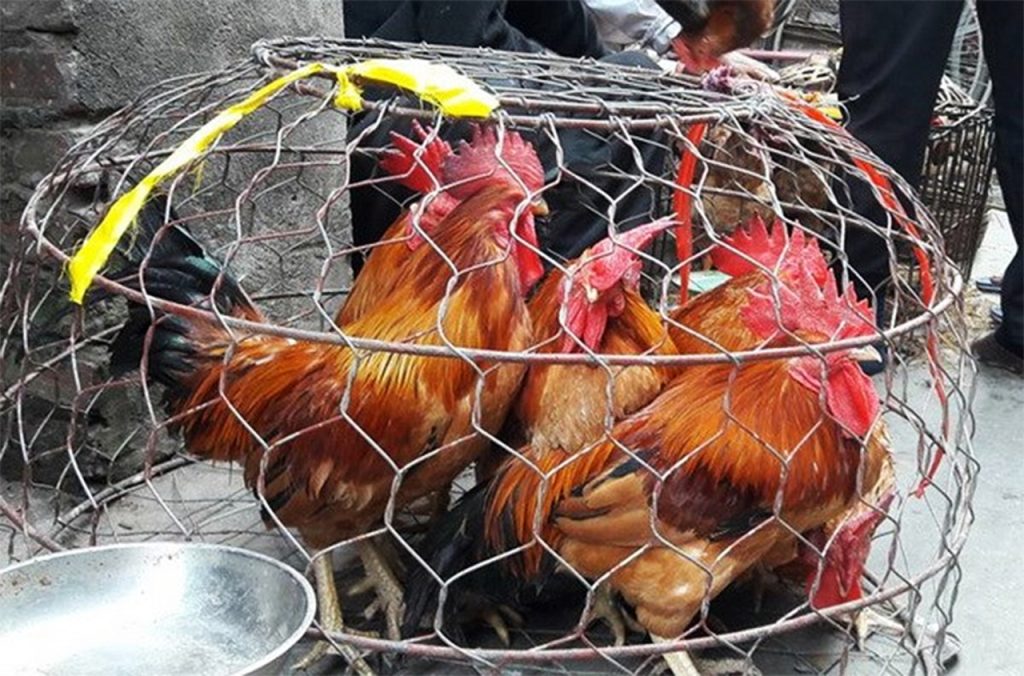 Phân Biệt Gà Non