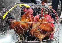 Phân Biệt Gà Non