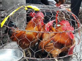 Phân Biệt Gà Non