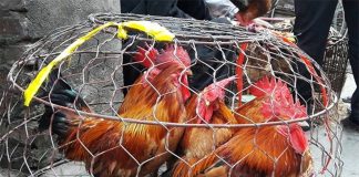 Phân Biệt Gà Non