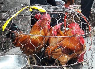 Phân Biệt Gà Non