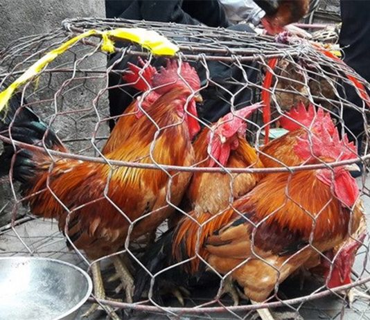 Cách Phân Biệt Gà Non và Gà Già Khi Mua Gà Sống – Bí Quyết Chọn Gà Ngon Đúng Chuẩn Phân Biệt Gà Non