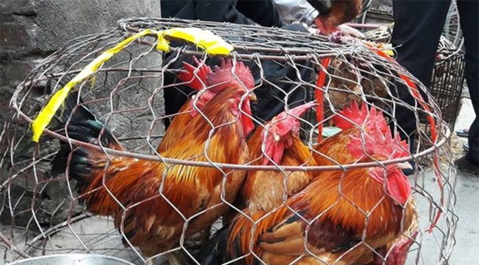 Phân Biệt Gà Non