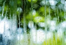 Trồng 2 Cây Cảnh Giúp Giải Quyết Tình Trạng Đọng Hơi Nước Trên Cửa Sổ Mùa Nồm