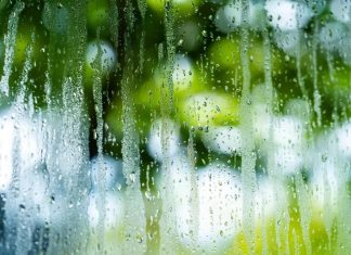 Trồng 2 Cây Cảnh Giúp Giải Quyết Tình Trạng Đọng Hơi Nước Trên Cửa Sổ Mùa Nồm