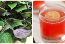 Uống Nước Lá Tía Tô Hàng Ngày Có Tác Dụng Gì? Lợi Ích Và Lưu Ý Quan Trọng