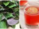 Uống Nước Lá Tía Tô Hàng Ngày Có Tác Dụng Gì? Lợi Ích Và Lưu Ý Quan Trọng