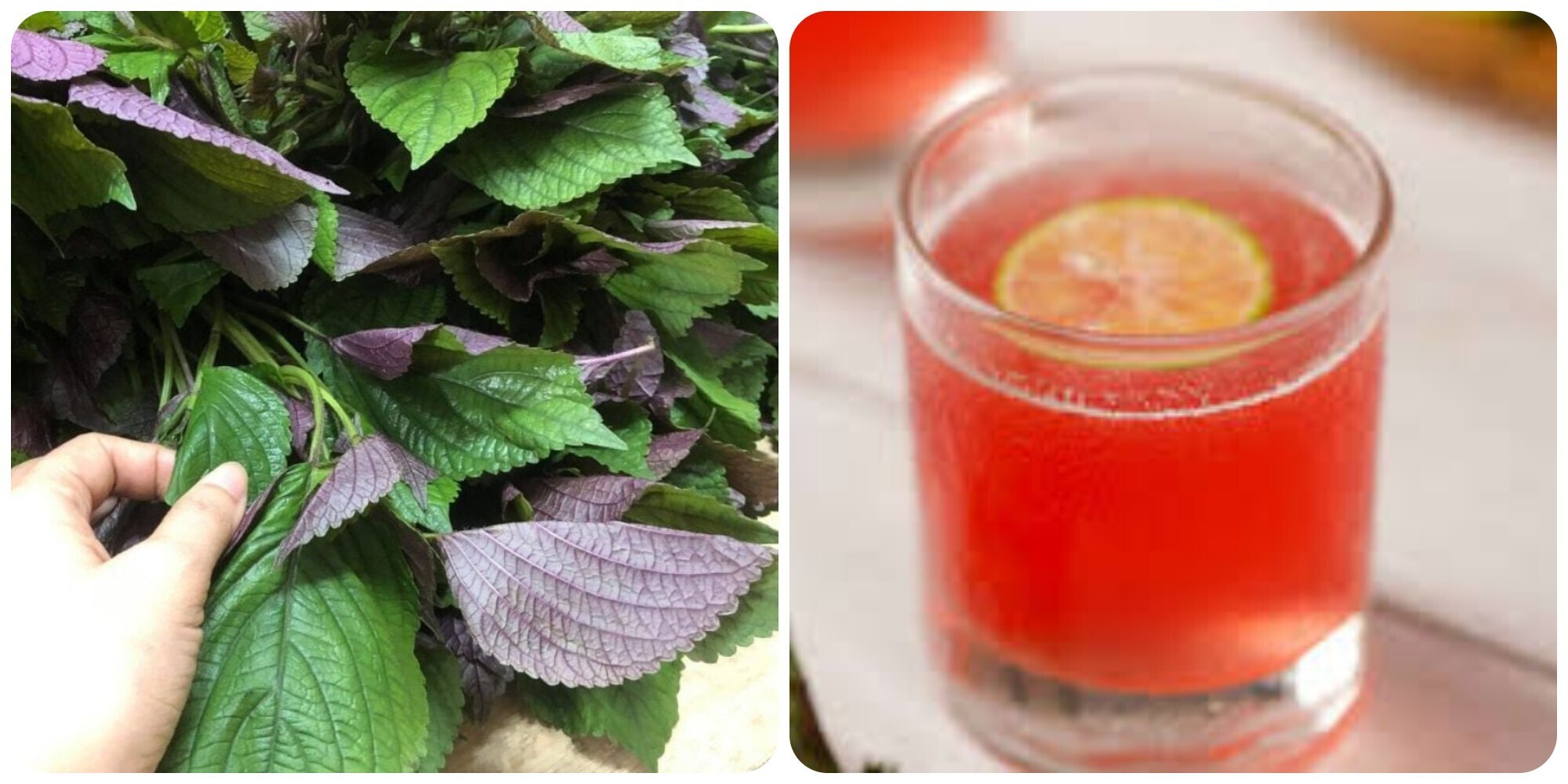 Nước Lá Tía Tô