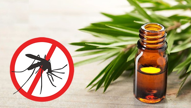 Mẹo Đuổi Muỗi Tự Nhiên