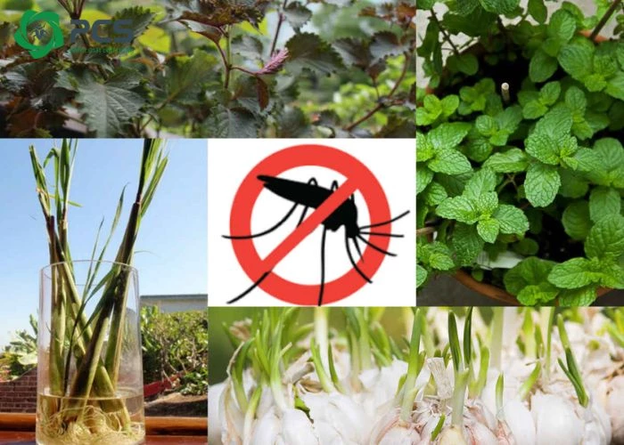 Mẹo Đuổi Muỗi Tự Nhiên