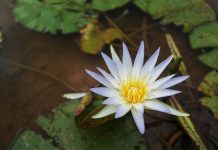 Ý Nghĩa Phong Thủy Của Cây Hoa Súng Và Những Tuổi Hợp Trồng Hoa Súng