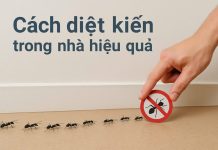 Mẹo Diệt Kiến Trong Nhà Bếp An Toàn Và Hiệu Quả