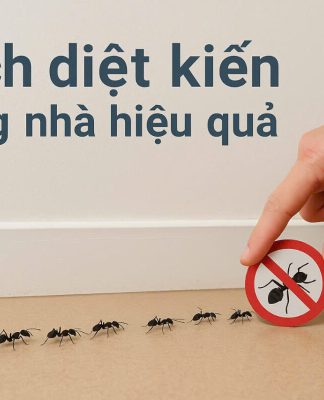 Mẹo Diệt Kiến Trong Nhà Bếp An Toàn Và Hiệu Quả