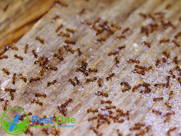 Kiến Trong Nhà Bếp