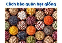 Bảo Quản Hạt Giống