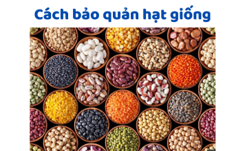 Mẹo Bảo Quản Hạt Giống Lâu Năm Giúp Tăng Tỷ Lệ Nảy Mầm Bảo Quản Hạt Giống