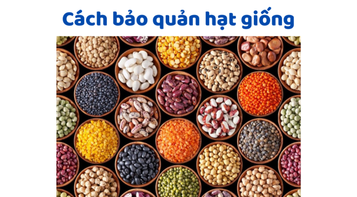 Mẹo Bảo Quản Hạt Giống Lâu Năm Giúp Tăng Tỷ Lệ Nảy Mầm Bảo Quản Hạt Giống