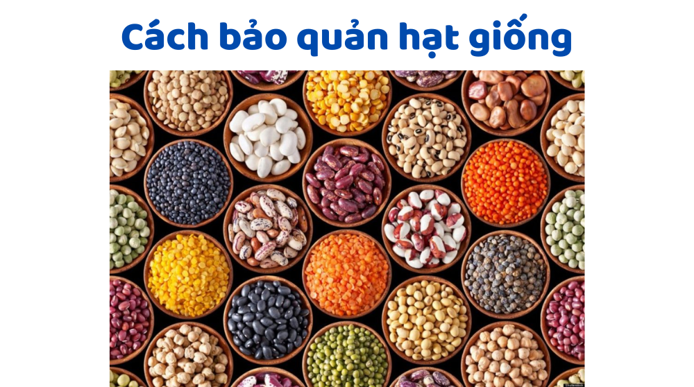Bảo Quản Hạt Giống